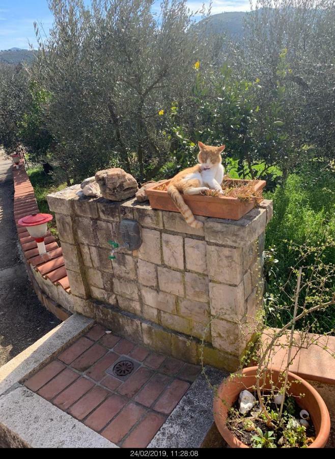 Casa Fra Gli Ulivi Di Giuseppe Vendégház Sonnino Kültér fotó